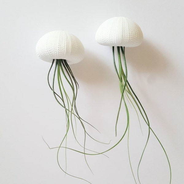 Pareja de plantas de aire medusas en conchas blancas pintadas a mano