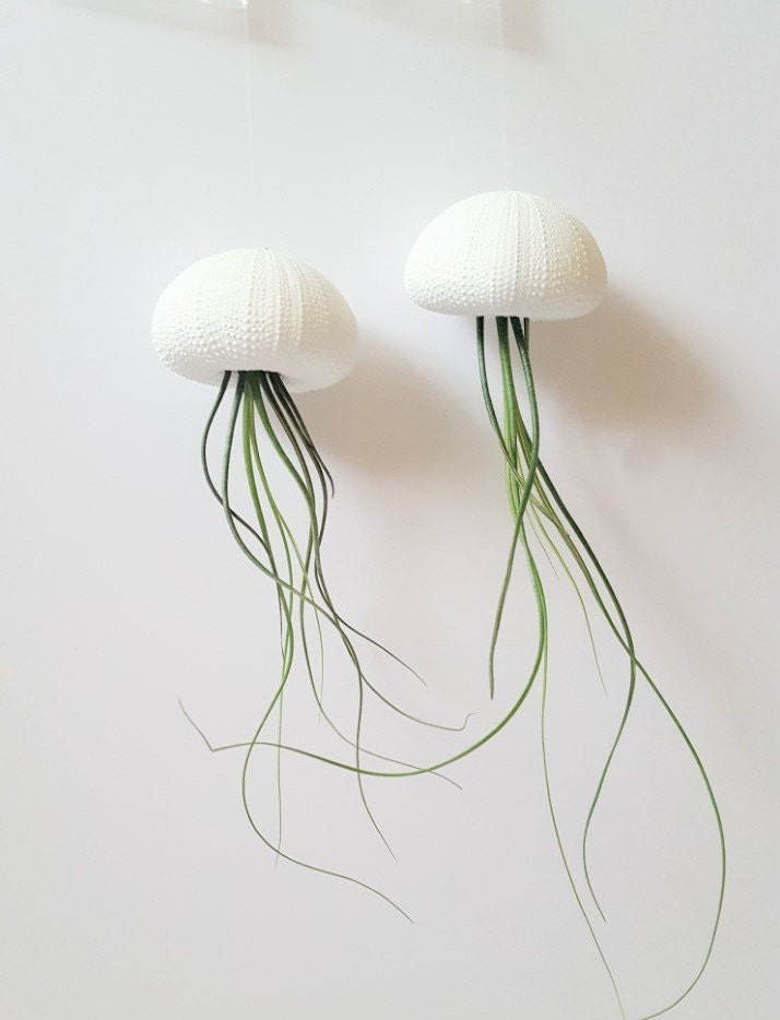 Jellyfish Air Plants in Hand Painted White Shells