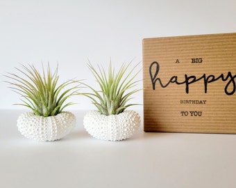 Air Plants in White Urchin Shells, Gift For Mom, Hand Painted White Shells and Tillandsia, Pair, Gift Box, Care Instructions