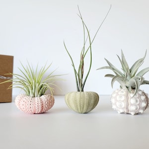 Air Plant and Shell Trio Assorted, Gift Boxed, Care Instructions Included image 3