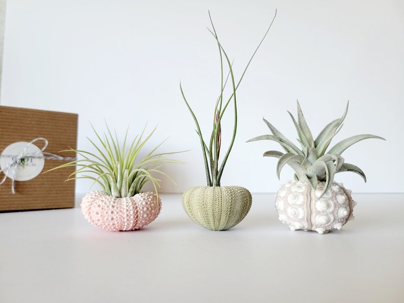 Air Plant and Shell Trio Assorted, Gift Boxed, Care Instructions Included image 3