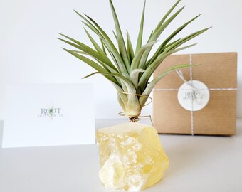 Honey Calcite plant holder with Air Plant, Stamped gift box, Care instructions included