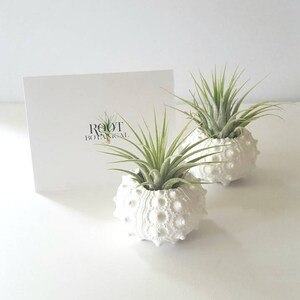 Air Plants in White Sputnik Sea Shell, Gift Boxed image 3