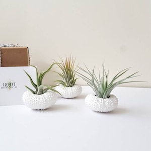 White Sea Urchin Shells with Assorted Air Plants, Hand painted with Stamped Gift Box