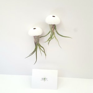 Jellyfish Air Plants, Caput Medusae Air Plants in Hand Painted White Sea Urchin Shell, Hanging Air Plants, Single, Pair or Trio