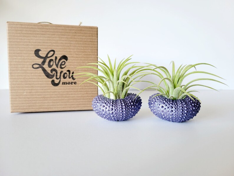 Purple Metallic Shells with Assorted Air Plants, Hand Painted with Stamped Gift Box image 3