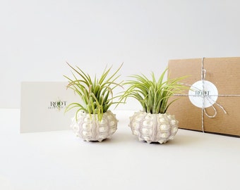 Pair of Air Plants in Knobby Sea Urchin Shell, Stamped Gift Box, Care Instructions