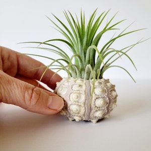 Air Plant in Sputnik Sea Urchin Shell, Stamped Gift Box image 6