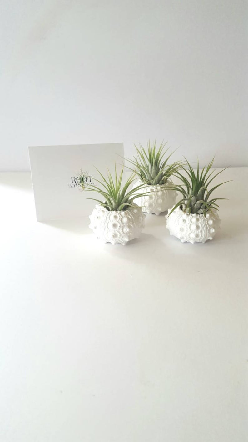 Air Plants in White Sputnik Sea Shell, Gift Boxed image 6