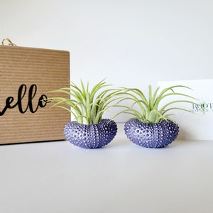 Purple Metallic Shells with Assorted Air Plants, Hand Painted with Stamped Gift Box image 2