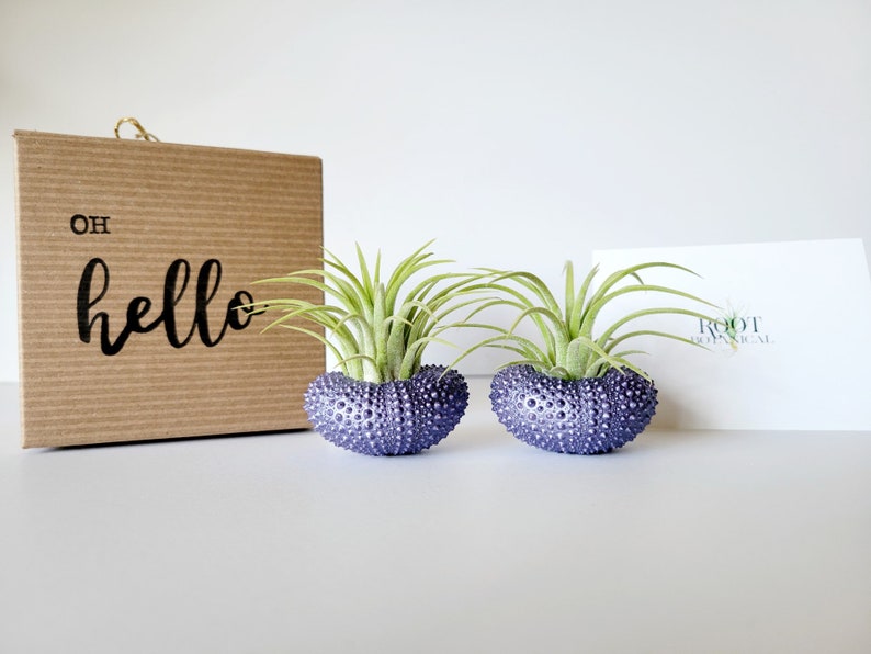 Purple Metallic Shells with Assorted Air Plants, Hand Painted with Stamped Gift Box image 2