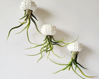 Plantas de aire de medusas con cáscara Knobby pintada a mano, individual, par o trío