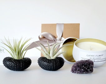 Airplants with Hand Painted Black Urchin Shell Holders, Soy Candle & Natural Crystal Gift Box