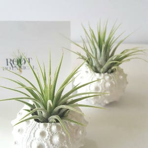 Air Plants in White Sputnik Sea Shell, Gift Boxed image 4
