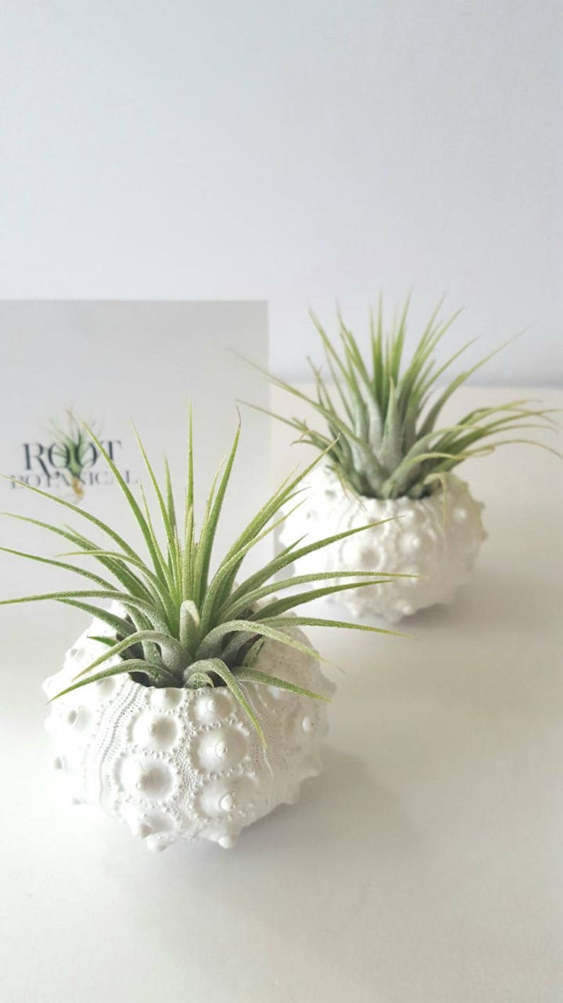 Air Plants in White Sputnik Sea Shell, Gift Boxed image 4