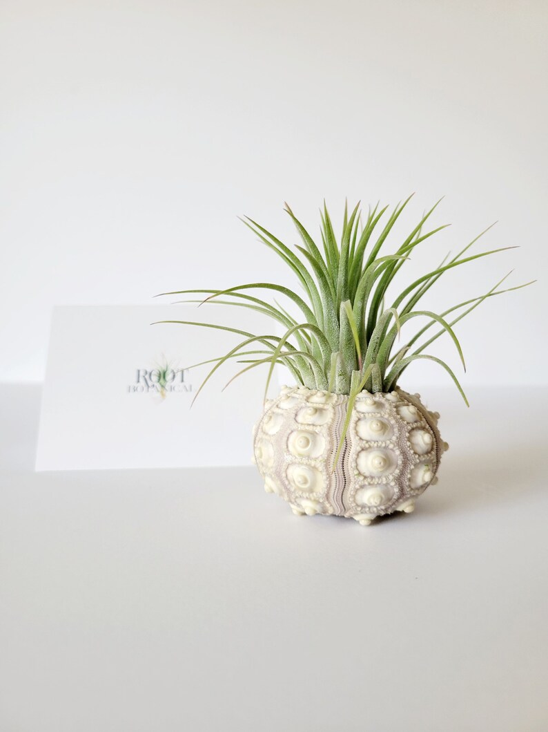 Air Plant in Sputnik Sea Urchin Shell, Stamped Gift Box image 5