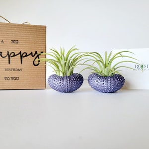 Purple Metallic Shells with Assorted Air Plants, Hand Painted with Stamped Gift Box image 7