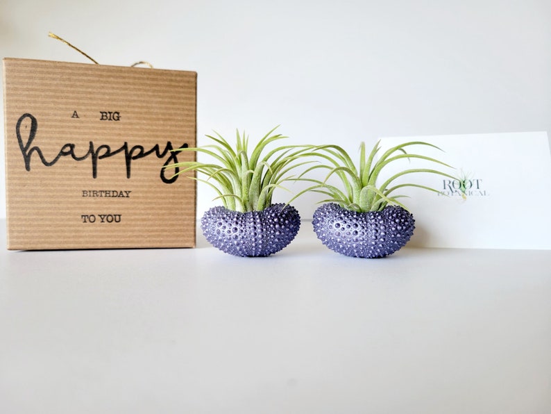 Purple Metallic Shells with Assorted Air Plants, Hand Painted with Stamped Gift Box image 7