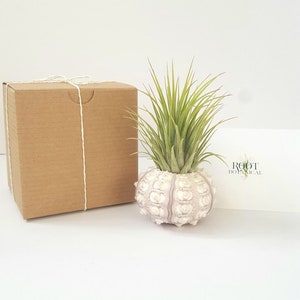 Air Plant in Sputnik Sea Urchin Shell, Stamped Gift Box image 3