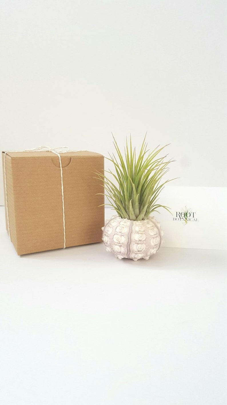 Air Plant in Sputnik Sea Urchin Shell, Stamped Gift Box image 3