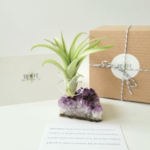 Amethyst Crystal Plant Holder with Air Plant, Hand Stamped Gift Box image 1