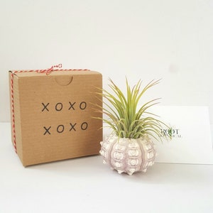 Sputnik Sea Urchin with Air Plant Pair or Trio Air Plants and Sea Shell Planter Gift Box and Care Instructions Included