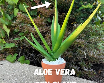 Aloe Vera Pen Plant | Forever Aloe Plant | Desk Plant