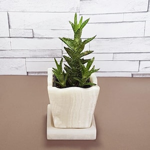 Peut inclure: Une petite plante succulente verte avec des feuilles épineuses dans un pot blanc de forme carrée. Le pot repose sur un plateau blanc assorti. Le fond est un mur de briques blanches.