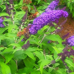 May include: A close-up of a butterfly bush with vibrant purple flowers and green leaves. The bush is in full bloom, with many flowers clustered together. The flowers are a deep purple color, and the leaves are a bright green. The butterfly bush is a popular choice for gardens and landscapes, as it attracts butterflies and other pollinators.