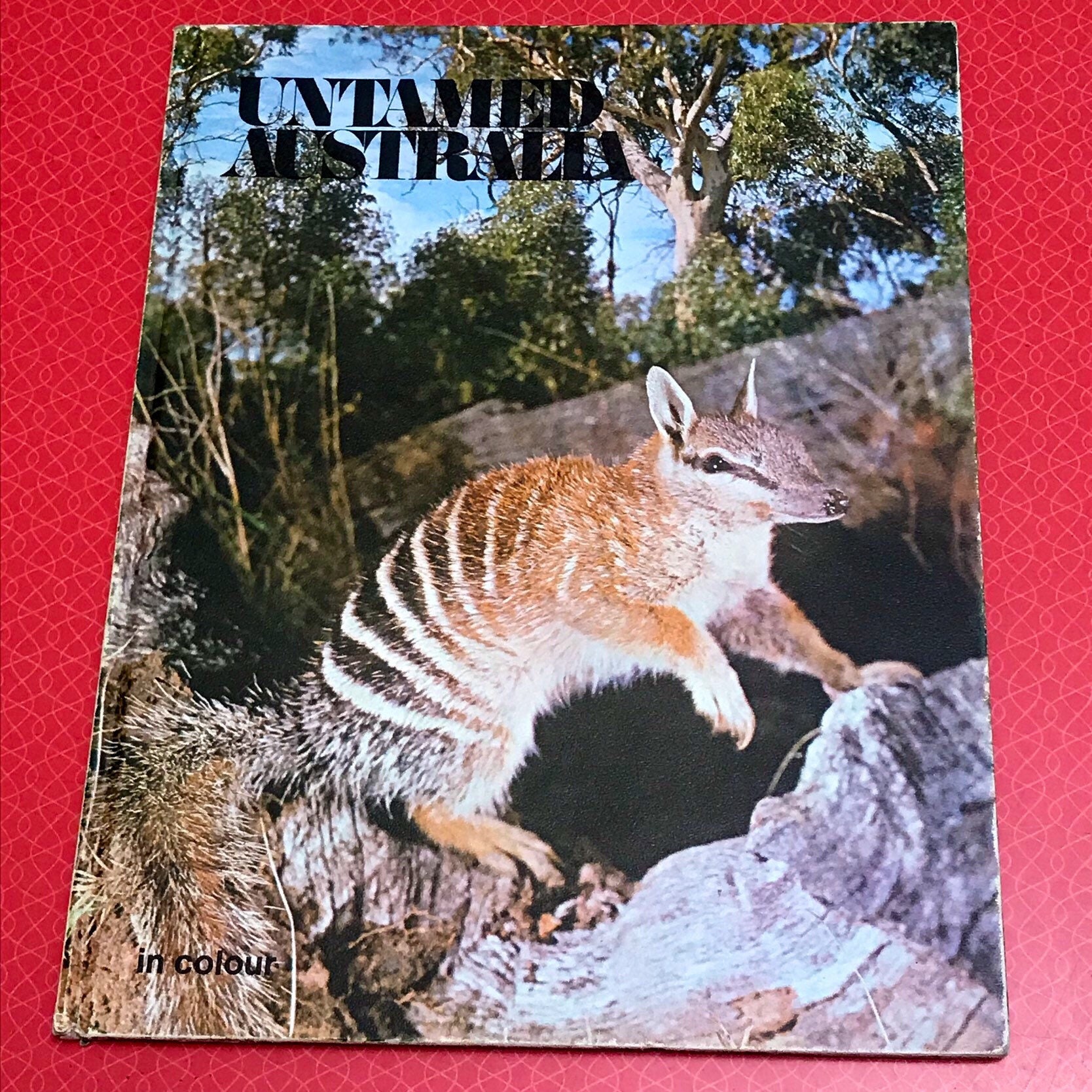 Animal Book/1970s Vintage /untamed | Etsy