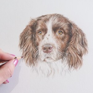 Custom colour Pet Portrait hand-drawn from your photo, Presonalised pet portrait
