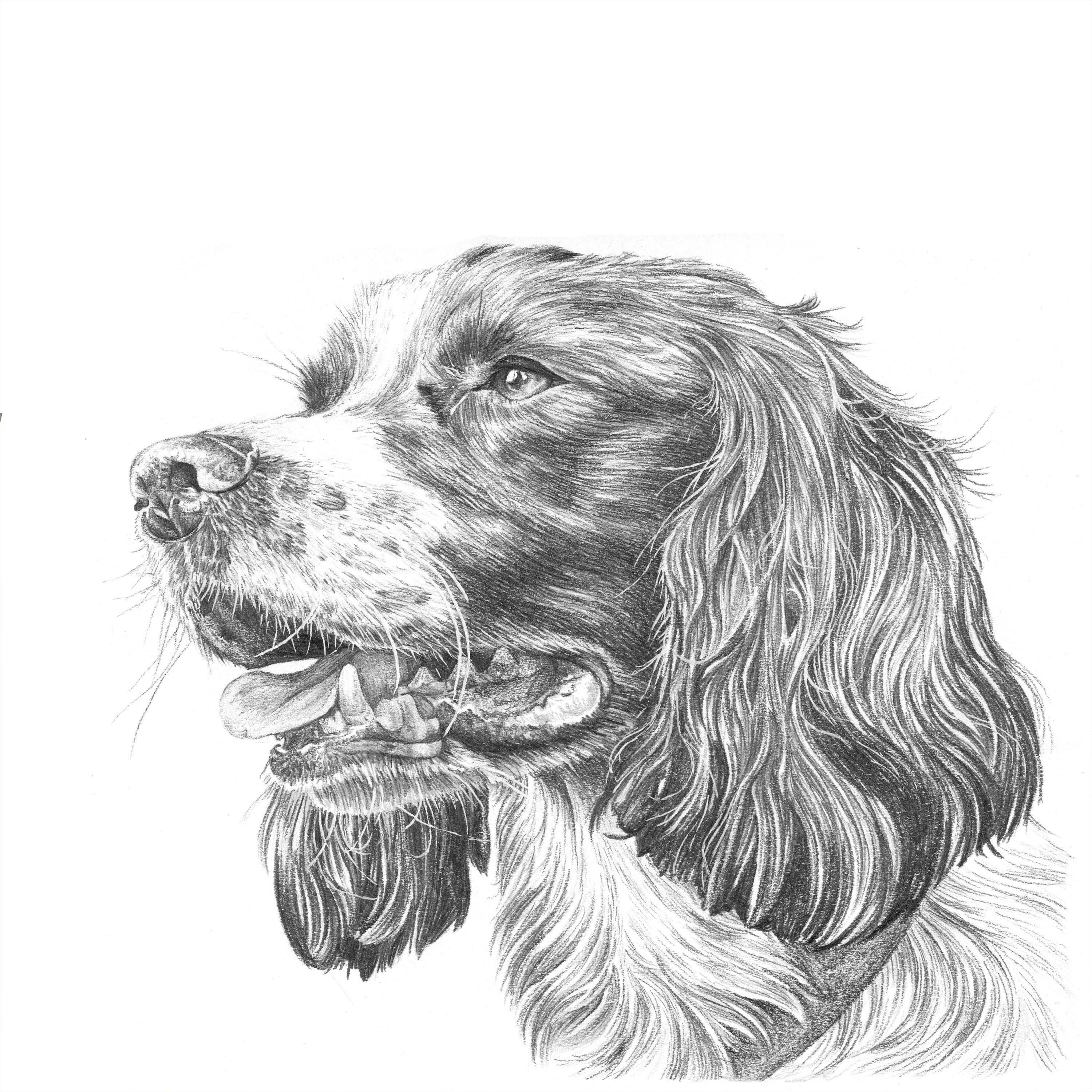 Custom pet portrait Hand Drawn Pet Portrait Pet drawing Etsy