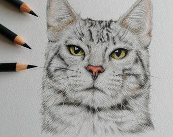 Personalisierte Katze Haustier Porträt in Buntstift Porträt, Haustier Zeichnung, benutzerdefinierte Haustier Porträt