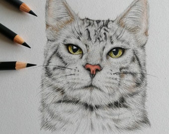 色鉛筆で描いた猫のペットの肖像画、ペットの絵、カスタムペットの肖像画