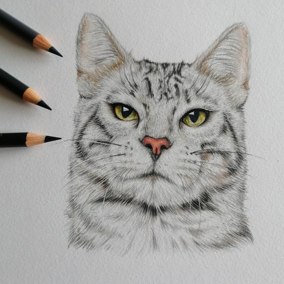 Personalised cat pet portrait in coloured pencil portrait, pet drawing, custom pet portrait