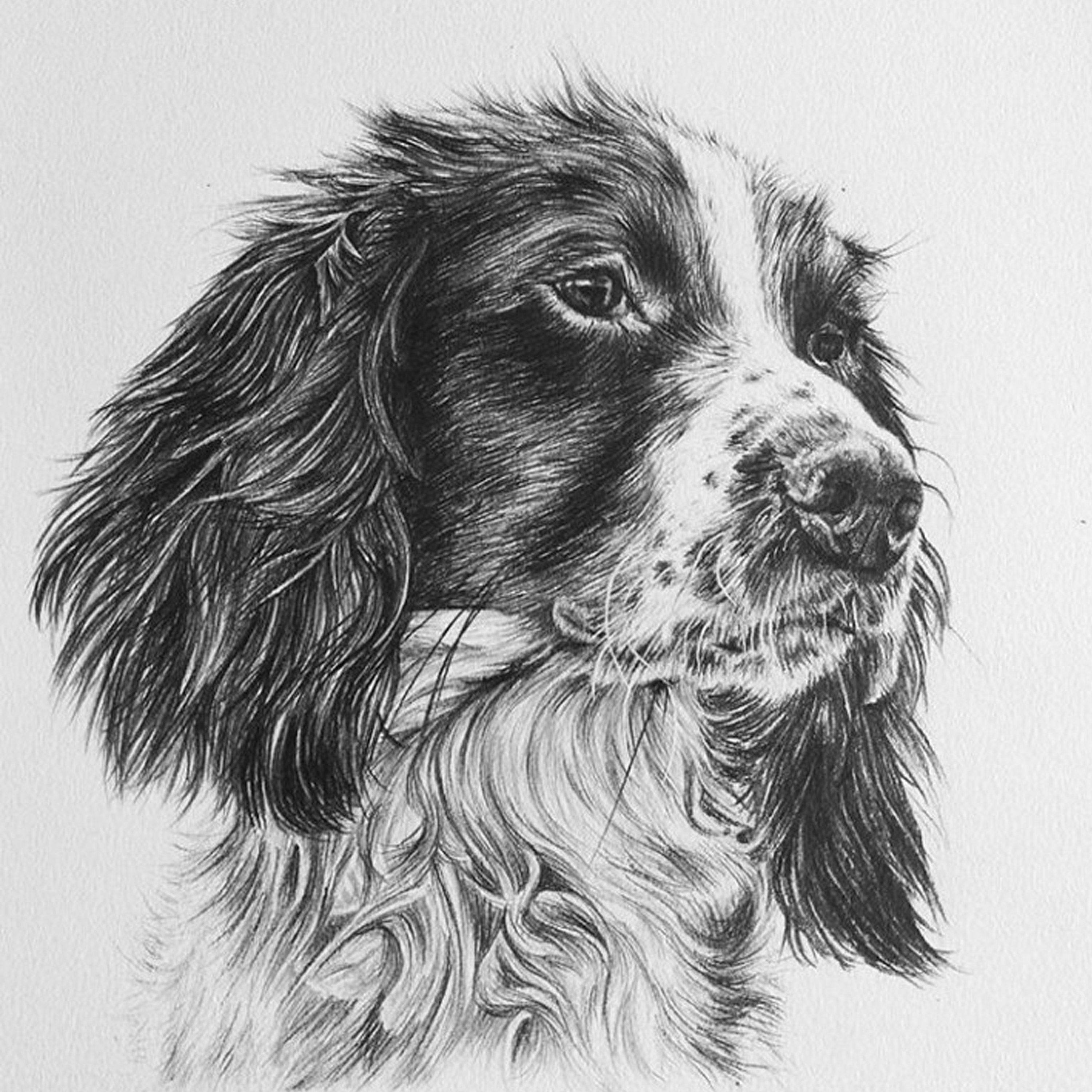 Custom pet portrait Hand Drawn Pet Portrait Pet drawing Etsy