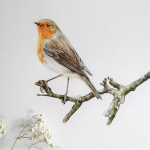 Desenho original de robin redbreast desenhado à mão, desenho de pássaro, arte original,