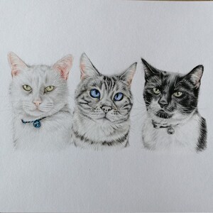 May include: A detailed pencil drawing of three cats. The cat on the left is white with green eyes and a blue collar. The center cat is gray with blue eyes. The cat on the right is black and white with green eyes and a collar.