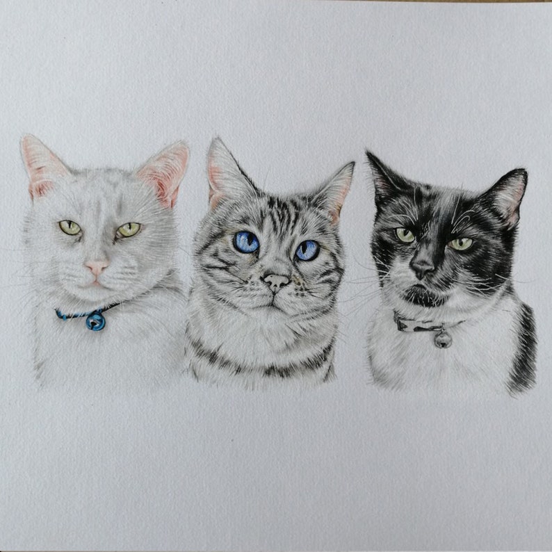 May include: A detailed pencil drawing of three cats. The cat on the left is white with green eyes and a blue collar. The center cat is gray with blue eyes. The cat on the right is black and white with green eyes and a collar.