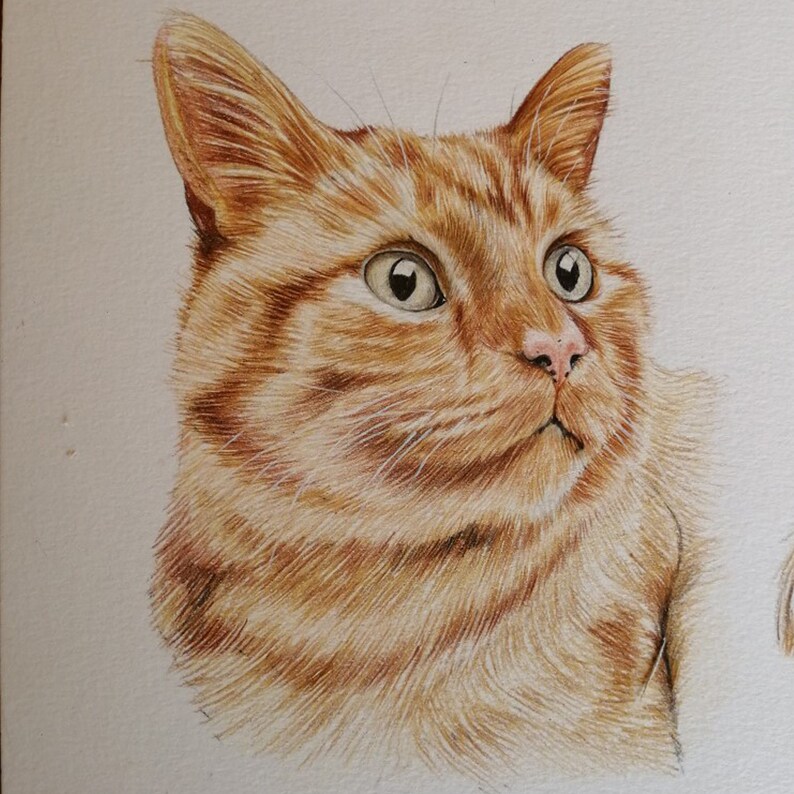 May include: A detailed pencil drawing of an orange tabby cat. The cat's fur is rendered with fine lines, creating a textured appearance. The cat has large, expressive eyes and a pink nose. The artwork is set against a plain white background.