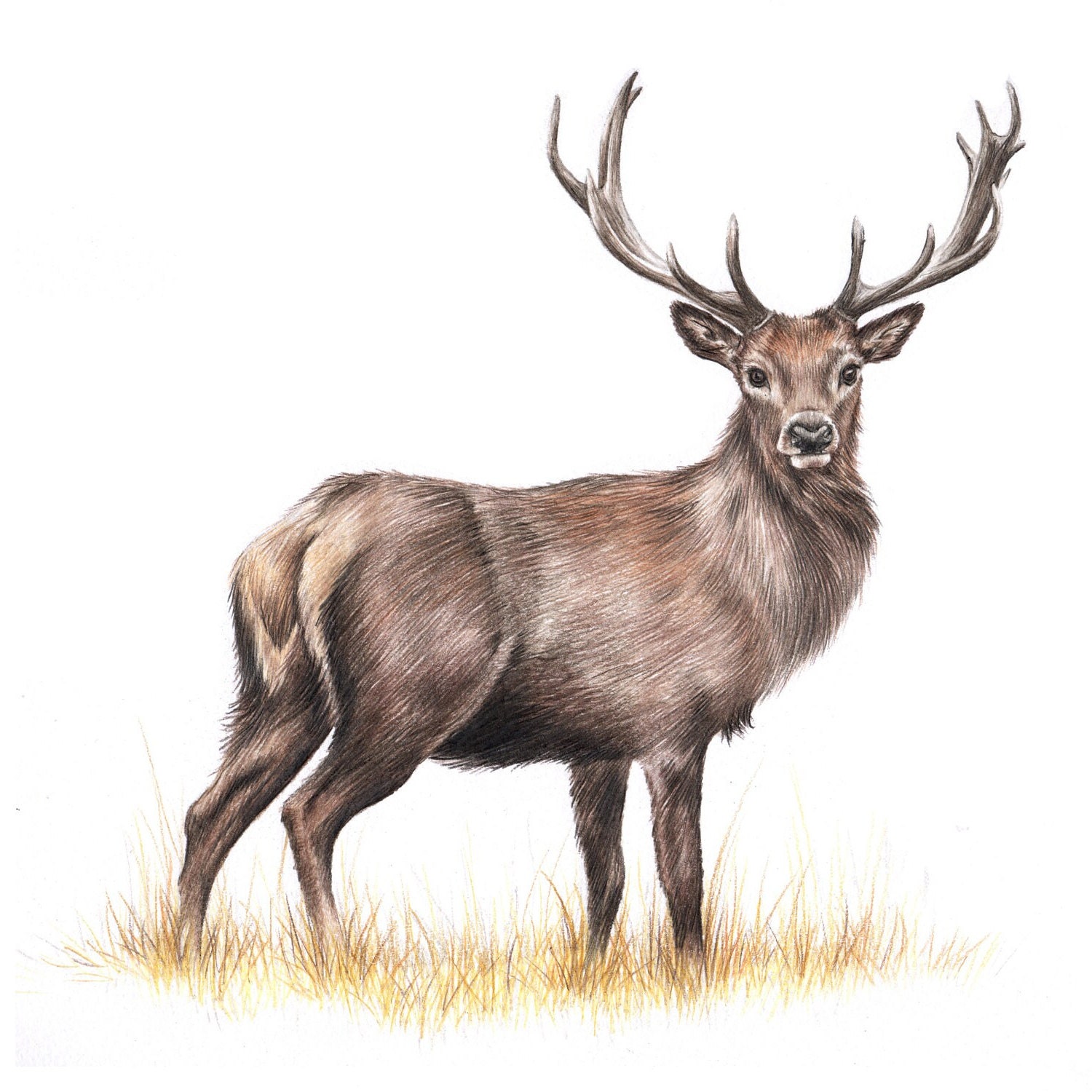 Origonal Stag Drawing Etsy