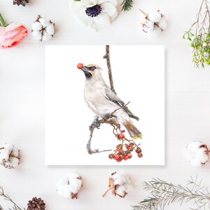 Cartão de felicitações Waxwing - cartão de pássaros de jardim - pássaros - cartões em branco