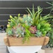see more listings in the Succulent Arrangements section