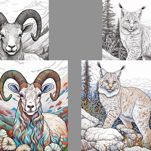 May include: Two illustrations of a bighorn sheep, one in black and white and the other with colorful details. The colorful illustration features a mountain landscape in the background. Two illustrations of a lynx, one in black and white and the other with colorful details. The colorful illustration features a snowy mountain landscape in the background.