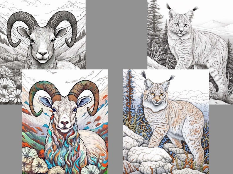 May include: Two illustrations of a bighorn sheep, one in black and white and the other with colorful details. The colorful illustration features a mountain landscape in the background. Two illustrations of a lynx, one in black and white and the other with colorful details. The colorful illustration features a snowy mountain landscape in the background.