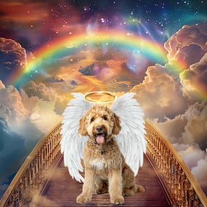 6 Golden Rainbow Bridge Memorial Background Backdrop, 8 Wings & 4 Gold Halos, Heaven Clouds Angel Pet Loss of Dog Cat Digital Downloads