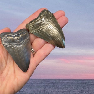 Real megalodon shark tooth fossil casting belt buckles (in gold brass or bronze)