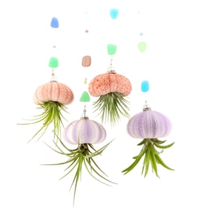 May include: Three air plants hanging from sea urchin shells. The shells are pink, purple, and white. The plants are green and have long, thin leaves.