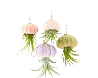 Hanging Jellyfish Air Plant: Sea Urchin, Crystal & Pearl Decor