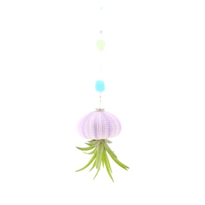 May include: A hanging air plant with a lavender sea urchin shell base. The shell is adorned with a silver-colored metal cap and a string of pastel-colored beads. The air plant has long, green, spiky leaves.